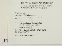小菇屬藏品圖，第2張