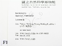 鬼傘屬藏品圖，第2張