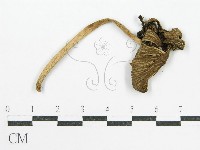 鬼傘屬藏品圖，第1張