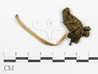 鬼傘屬藏品圖，第3張