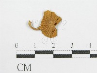 鬼傘屬藏品圖，第1張