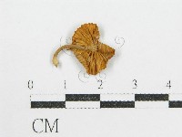 鬼傘屬藏品圖，第3張