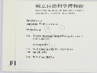 小皮傘屬藏品圖，第2張