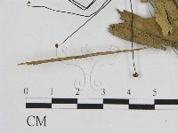 小皮傘屬藏品圖，第3張