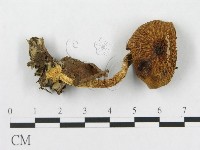 登錄號:F0016130藏品圖，第3張