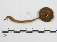 登錄號:F0016133藏品圖，第1張