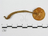 登錄號:F0016133藏品圖，第3張