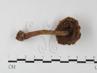 登錄號:F0016135藏品圖，第1張