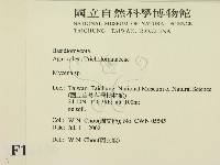 小菇屬藏品圖，第2張