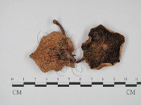 登錄號:F0016139藏品圖，第1張