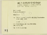 乳菇屬藏品圖，第2張