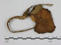 登錄號:F0016144藏品圖，第1張