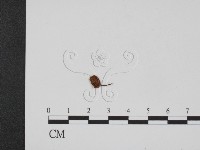 登錄號:F0016145藏品圖，第1張