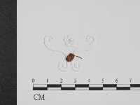 登錄號:F0016145藏品圖，第3張