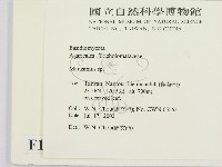小皮傘屬藏品圖，第2張
