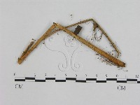 小皮傘屬藏品圖，第1張