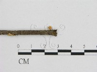 小皮傘屬藏品圖，第3張