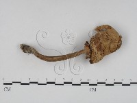 登錄號:F0016151藏品圖，第1張