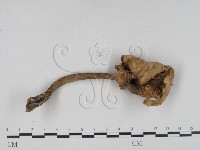 登錄號:F0016151藏品圖，第3張