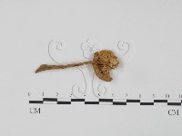 登錄號:F0016152藏品圖，第1張
