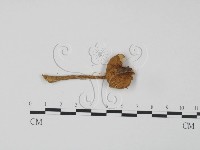 登錄號:F0016152藏品圖，第3張