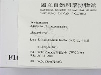 小皮傘屬藏品圖，第2張