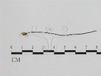 小皮傘屬藏品圖，第1張