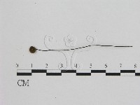 小皮傘屬藏品圖，第3張