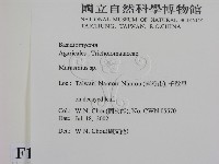 小皮傘屬藏品圖，第2張