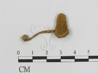 登錄號:F0016155藏品圖，第1張