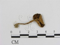 登錄號:F0016155藏品圖，第3張