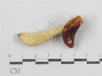 紅菇屬藏品圖，第3張