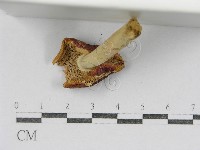 紅菇屬藏品圖，第4張