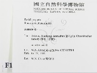 紅菇屬藏品圖，第2張