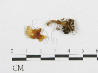 紅菇屬藏品圖，第3張