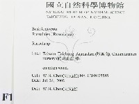 紅菇屬藏品圖，第2張