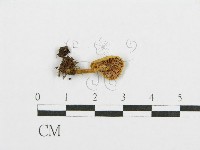 紅菇屬藏品圖，第3張
