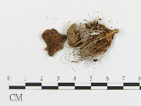 登錄號:F0016162藏品圖，第3張
