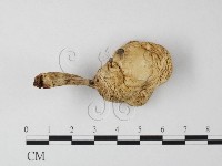 登錄號:F0016163藏品圖，第4張