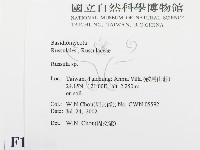 紅菇屬藏品圖，第2張