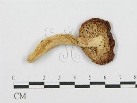 紅菇屬藏品圖，第3張