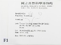 紅菇屬藏品圖，第2張