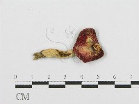紅菇屬藏品圖，第3張