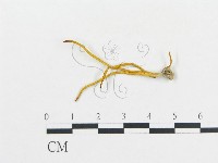 登錄號:F0016167藏品圖，第1張