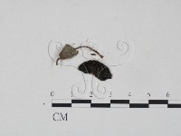 登錄號:F0016168藏品圖，第1張
