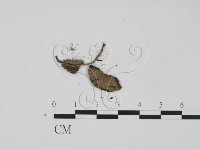 登錄號:F0016168藏品圖，第3張