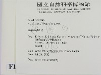 濕傘屬藏品圖，第2張