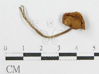 登錄號:F0016170藏品圖，第3張