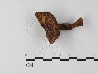 登錄號:F0016175藏品圖，第3張