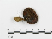 登錄號:F0016176藏品圖，第1張